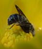 Chelostoma sp.